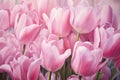 Charming Pink tulips. Generate Ai