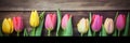 Spring Tulip Border on Vintage Green Wooden Background, Pink and Yellow Flowers, Copy Space