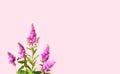 Charming plant with pink-lilac flowers on a pink background. Monochrome or pink delight.Creative space for design. Royalty Free Stock Photo