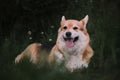 Charming playful corgi in nature. The worlds smallest shepherd dog. Pembroke tricolor Welsh Corgi lies in park on green grass and