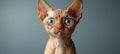 Charming and Playful Devon Rex Cat Portrait, Captivating Expression and Unique Features in Studio Royalty Free Stock Photo
