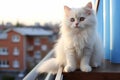 Charming and playful white kitten a delightful and endearing cat for companionship