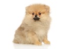 Charming Pomeranian Spitz sitting on a white background