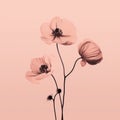 Charming Poppy Flowers On Pink Background - Monochromatic Graphic Design