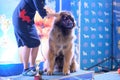 A charming portrait of an amazing healthy and happy young Leonberger