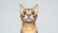 Charming Portrait of a Bengal Cat with Big Innocent Eyes on a Soft Gray Background in Studio Royalty Free Stock Photo