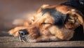 Relaxed Canine Slumber Sleeping Dog Head in a Cozy, Rustic Setting, Captured with Soft Light and Warm Tones Royalty Free Stock Photo
