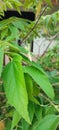 A charming praying mantis on a green leaf