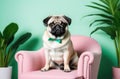 A charming pug dog with a quizzical expression sits on a pink chair, sporting a bright green bow tie. The background is a vibrant Royalty Free Stock Photo