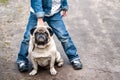 Charming pug looks at the camera. Royalty Free Stock Photo