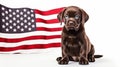 charming puppy of chocolate color and American Flag. generative ai