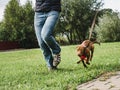 Cute puppy on a morning run with his owner Royalty Free Stock Photo