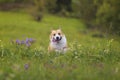 Cute charming puppy dog Corgi runs merrily through the blooming summer Sunny meadow sticking out his pink tongue