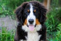 Charming puppy on a green background, dog portrait, Bernese mountain dog Royalty Free Stock Photo