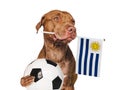 Charming puppy, holding national flag of Uruguay Royalty Free Stock Photo