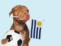 Charming puppy, holding national flag of Uruguay Royalty Free Stock Photo