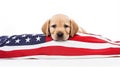 charming puppy shrouded American Flag on a white. generative ai