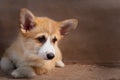 Charming puppy Welsh corgi Pembroke lies and looks at the camera Royalty Free Stock Photo