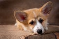 Charming puppy Welsh corgi Pembroke lies and looks at the camera on a dark background Royalty Free Stock Photo