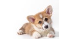Charming sad puppy Welsh Corgi Pembroke lies and looks at the camera. isolated on a white background Royalty Free Stock Photo