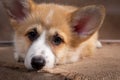 Charming puppy Welsh corgi Pembroke lies and looks at the camera Royalty Free Stock Photo