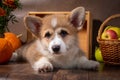 Charming puppy Welsh corgi Pembroke lies next to the harvest from the garden, a basket of apples on a dark background Royalty Free Stock Photo