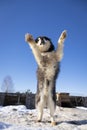 Charming purebred Alaskan malamute, jumping for joy.
