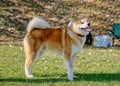 Charming purebred dog Akita stands sideways on the grass