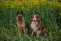 Charming purebred dogs in blooming yellow field in flowers spring. Best friends on walk. Front view. Beautiful German