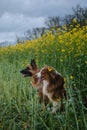 Charming purebred dogs in blooming yellow field in flowers spring. Best friends on walk. Side view. Beautiful German and