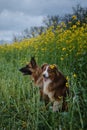 Charming purebred dogs in blooming yellow field in flowers spring. Best friends on walk. Side view. Beautiful German and