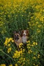 Charming purebred dogs in blooming yellow field in flowers spring. Best friends on walk. Top view. Beautiful German and