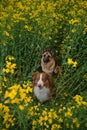 Charming purebred dogs in blooming yellow field in flowers spring. Best friends on walk. Top view. Beautiful German and