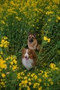 Charming purebred dogs in blooming yellow field in flowers spring. Best friends on walk. Top view. Beautiful German and