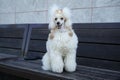 Charming purebred small poodle of modern color on a bench and looks into the camera