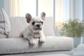 Charming purebred white French bulldog puppy is sits on stylish white sofa in a well-lit, modern living room interior