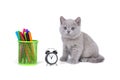 Charming purple fluffy kitten sitting next to the clock, pencils. Back to school Royalty Free Stock Photo