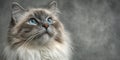 Charming Ragdoll Cat Portrait with Striking Blue Eyes and Endearing Expression on Gray Background Royalty Free Stock Photo