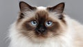 Charming Ragdoll Cat with Stunning Blue Eyes and Adorable Expression, A Must-Have for Cat Lovers. Royalty Free Stock Photo