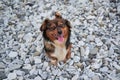 Cute little young half breed puppy on walk. Charming red brown mongrel with white fluffy breast sits on beach on rocks and smiles