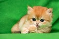 Charming red-haired British kitten licks his paw Royalty Free Stock Photo