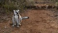 A charming ring-tailed lemur catta is sitting on a dirt red-soil path, chewing a banana Royalty Free Stock Photo