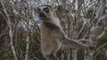 Charming ring-tailed lemur catta is sitting on a tree Royalty Free Stock Photo