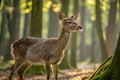 A charming roe deer captured in the wild, showcasing its delicate features. generated using AI. Royalty Free Stock Photo