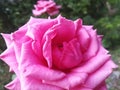 Charming roses are mesmerizing