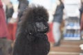 Charming royal black poodle, close-up portrait, side view Royalty Free Stock Photo