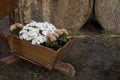 A charming rustic wooden wheelbarrow planter overflows Royalty Free Stock Photo