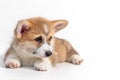 Charming sad puppy Welsh Corgi Pembroke lies and looks at the ca Royalty Free Stock Photo