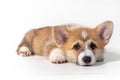 Charming sad puppy Welsh Corgi Pembroke lies and looks at the camera. isolated on a white background Royalty Free Stock Photo