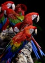 Charming Scarlet macaw, bright red with yellow and blue plumage perching among green-winged macaws in happy paradise Royalty Free Stock Photo